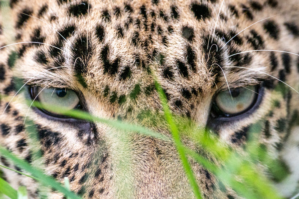 leopard's gaze